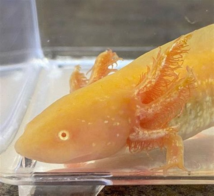 Discovering The Enigmatic Golden Leucistic Axolotl