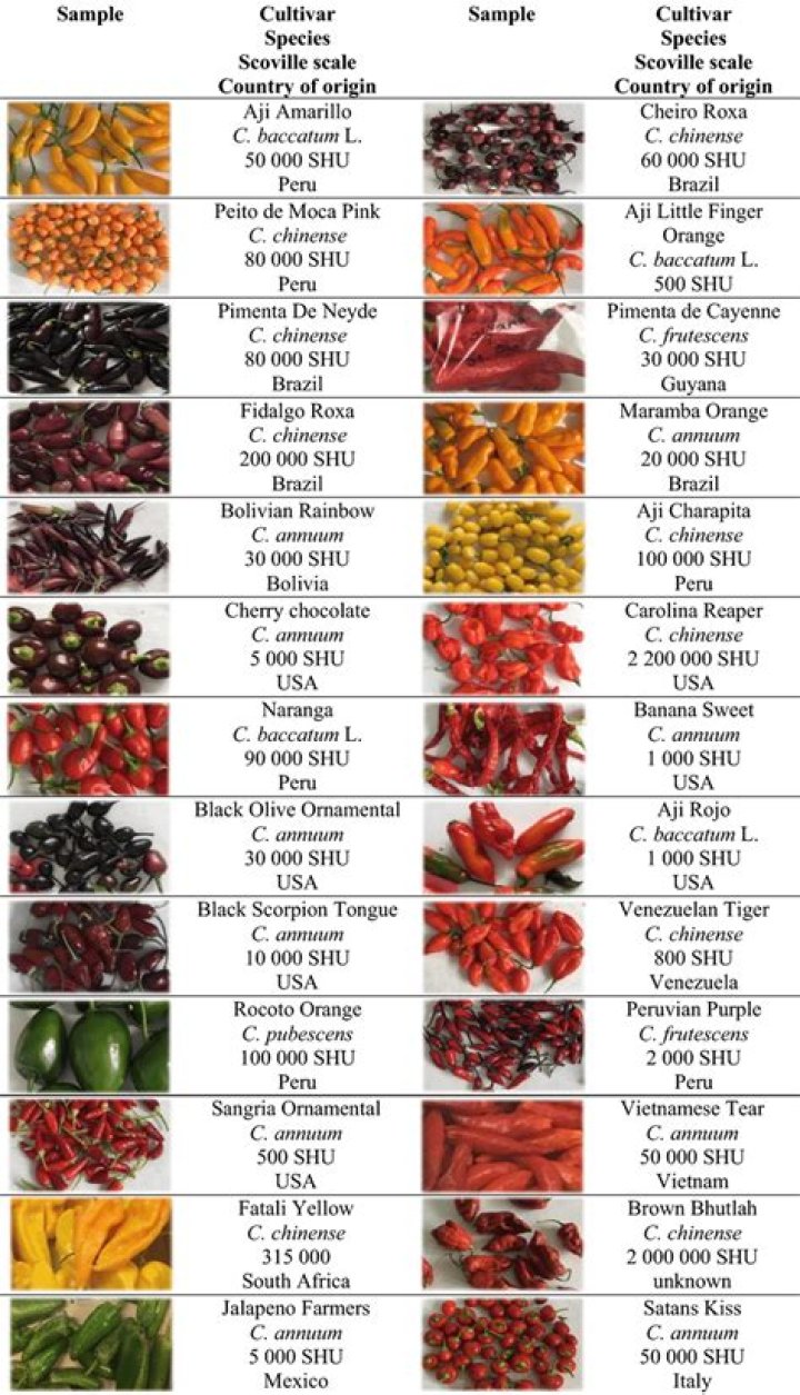 Discovering The Unique Flavor Of Helena Chilli Peppers