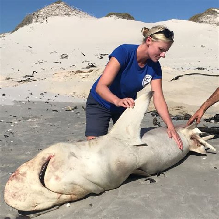 How Old Is Alison Towner? Everything To Know About Senior White Shark Biologist