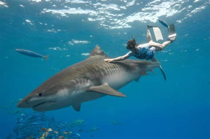 What Is Kori Garza’s Age? Everything To Know About The Shark Diver