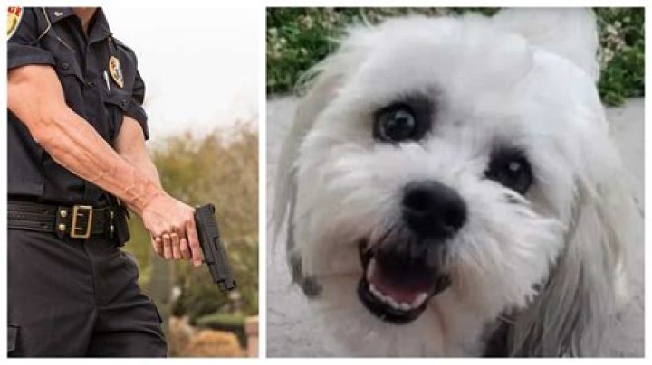 Who Is Deputy Ryan Kuehner? Off-Duty Cop Shoots Dog With Pellet Gun - Here's What We Know 