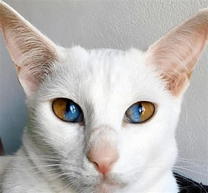 Who Is Pete Hegseth? Des He Have Two Different Colored Eyes